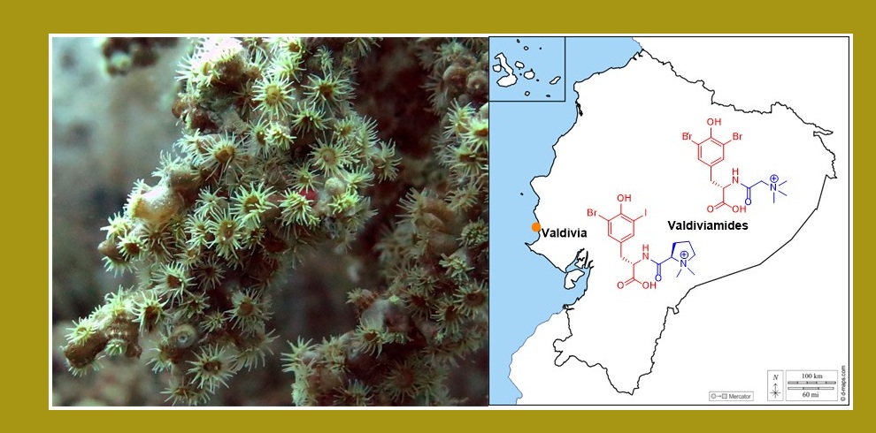 "Antipathozoanthus hickmani: Un guardián del océano y su tesoro de compuestos bioactivos"