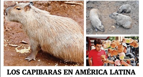 LOS CAPIBARAS EN AMÉRICA LATINA