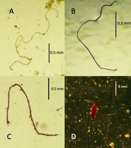 partículas de microplastico encontrados en chames 