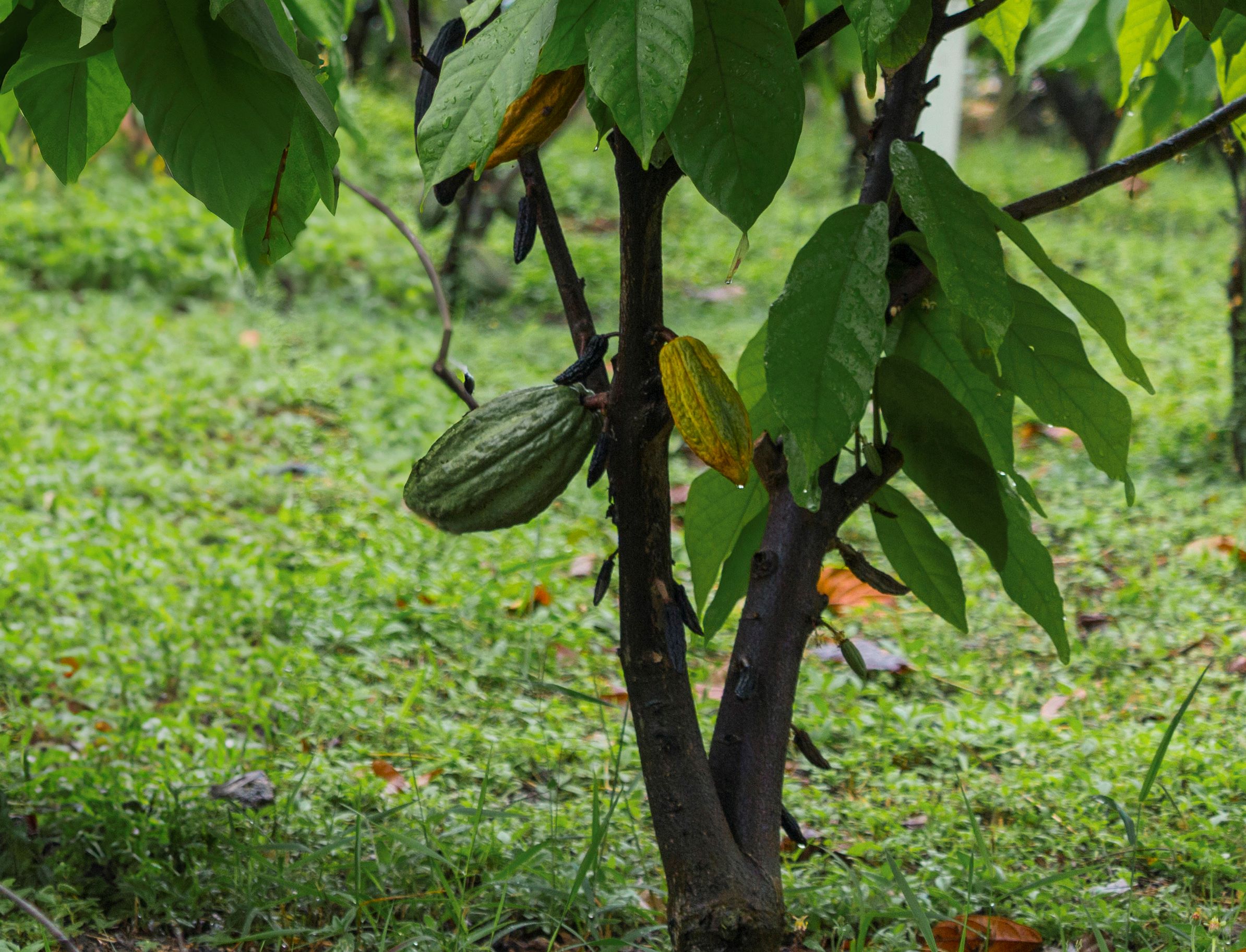 cacao