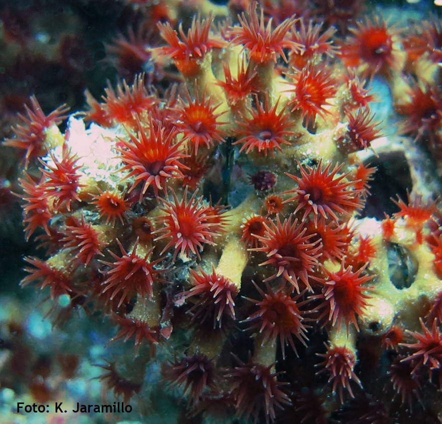 Terrazoanthus patagonichus