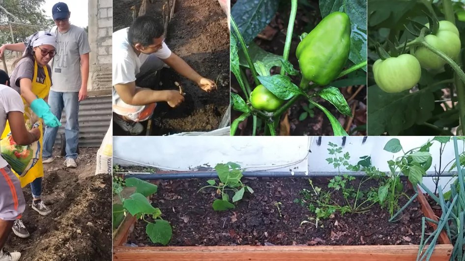 Cómo Sembrar o Plantar Ruda Y Sus Beneficios Para El Huerto